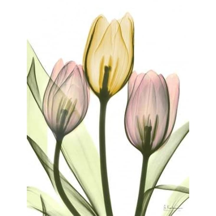 Gentle Tulips Poster Print by Albert Koetsier-VARPDXAKRC2083A Image 1