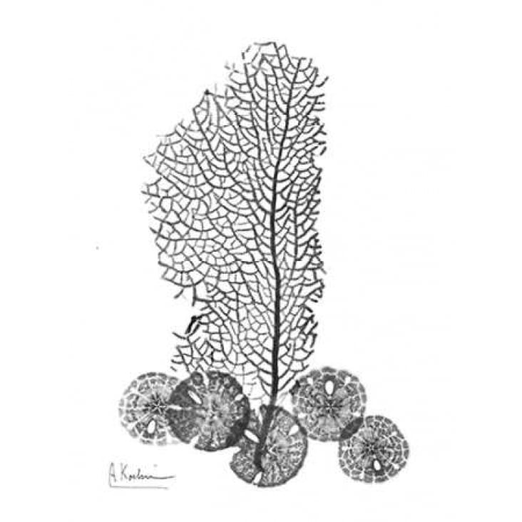 Sea Fan and Sand Dollar in BandW Poster Print by Albert Koetsier-VARPDXAKRC228 Image 2