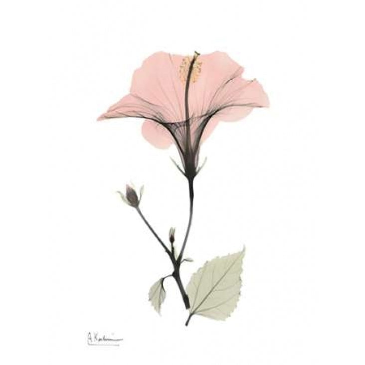 Pink Hibiscus Poster Print by Albert Koetsier-VARPDXAKRC242 Image 2