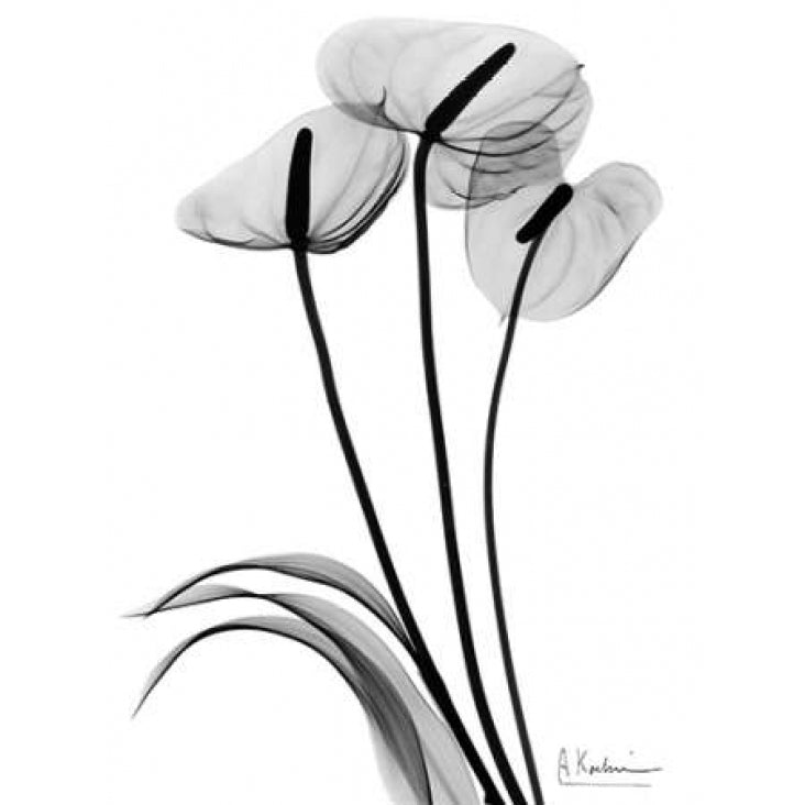 Anthurium Triple in BandW Poster Print by Albert Koetsier-VARPDXAKRC245 Image 1