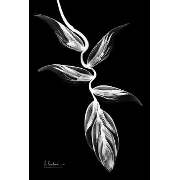 Heliconia BandW on Black Poster Print by Albert Koetsier-VARPDXAKRC267A Image 2