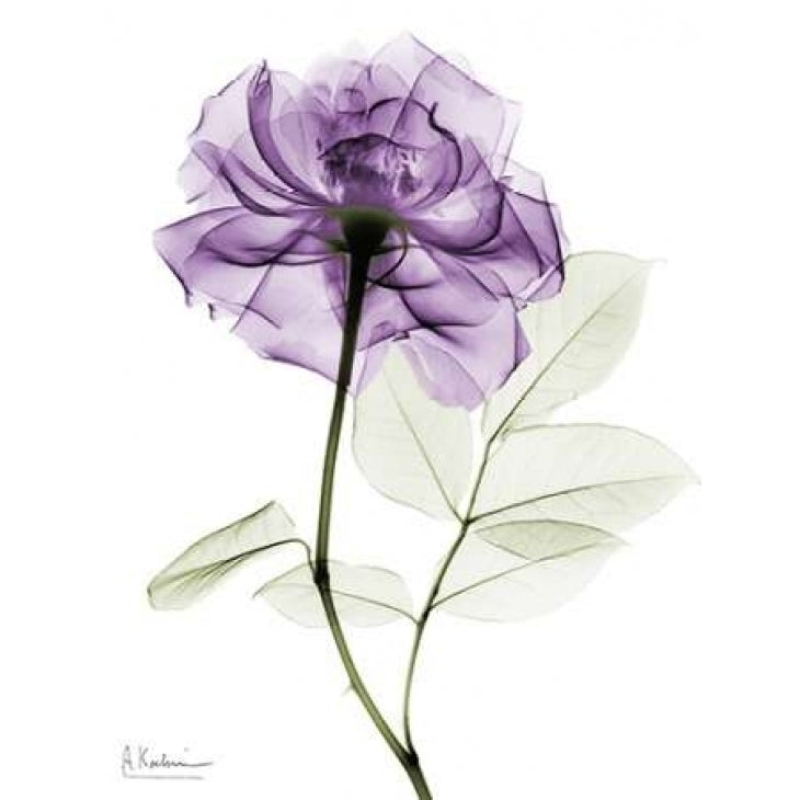 Purple Rose Poster Print by Albert Koetsier-VARPDXAKRC330A1 Image 1