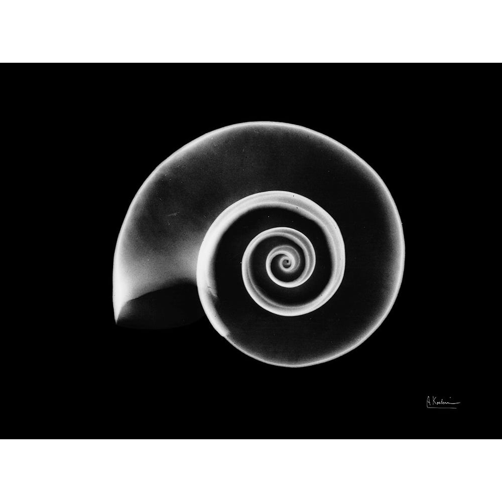 Ramshorn Snail Shell Poster Print by Albert Koetsier-VARPDXAKRC373 Image 1