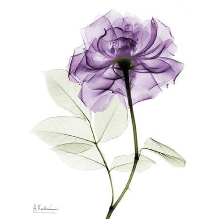 Purlpe Rose 2 Poster Print by Albert Koetsier-VARPDXAKRC330B1 Image 2