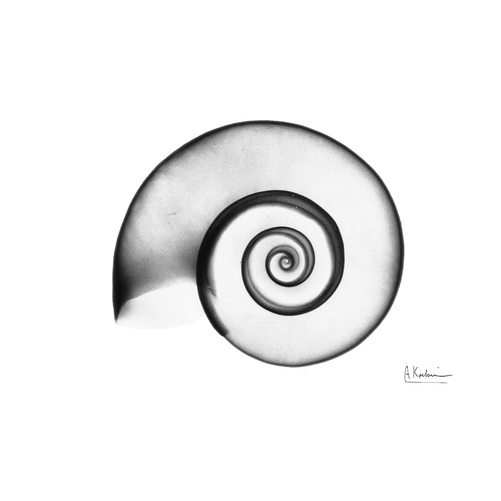 Ramshorn Snail Shell Poster Print by Albert Koetsier-VARPDXAKRC373A Image 1