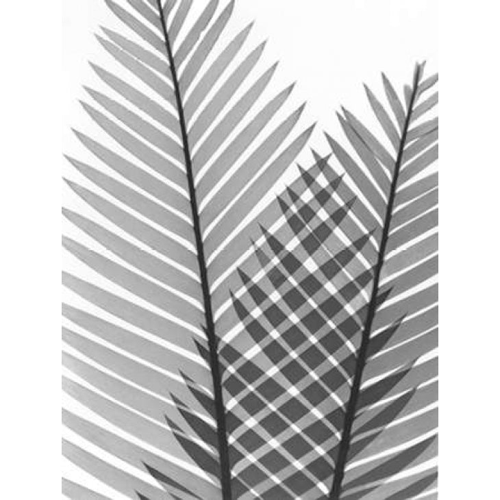 Tropical Fern 1 Poster Print by Albert Koetsier-VARPDXAKRC567A Image 1