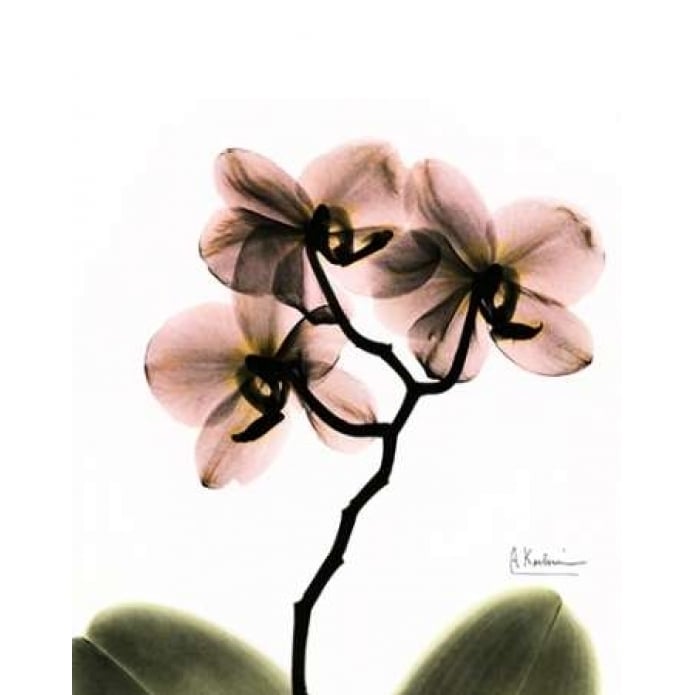 Orchid Trio Poster Print by Albert Koetsier-VARPDXAKRC561A Image 1