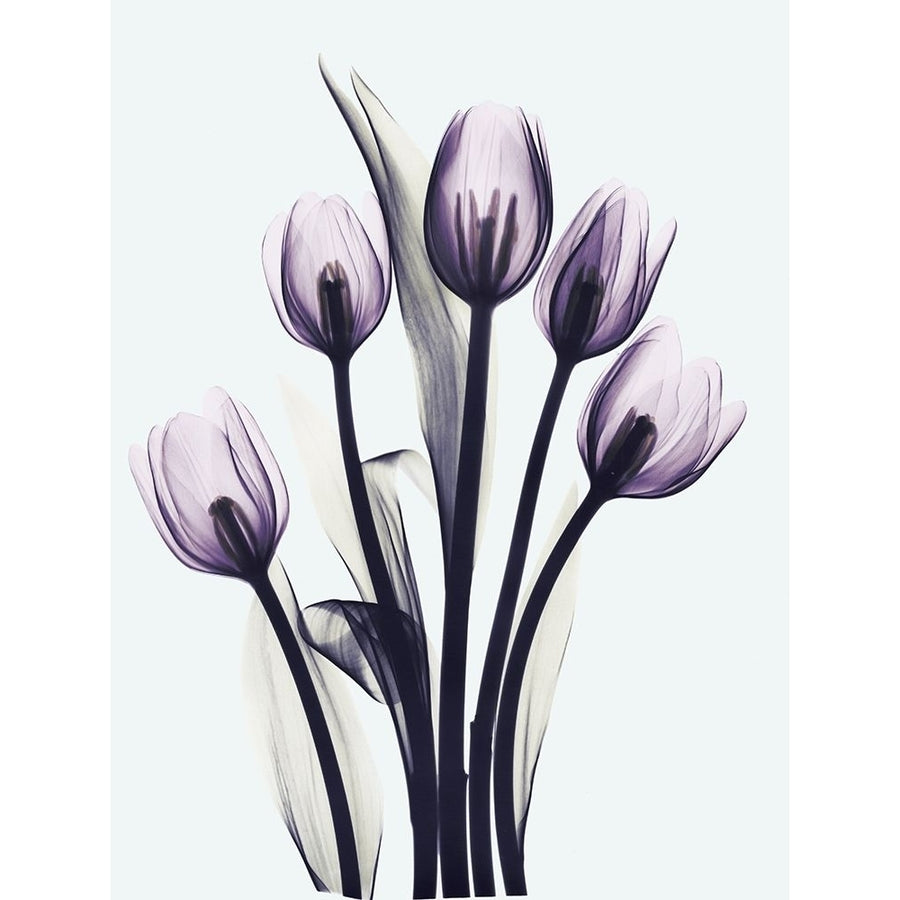 Essentially Tulips Poster Print by Albert Koetsier-VARPDXAKRC575A Image 1