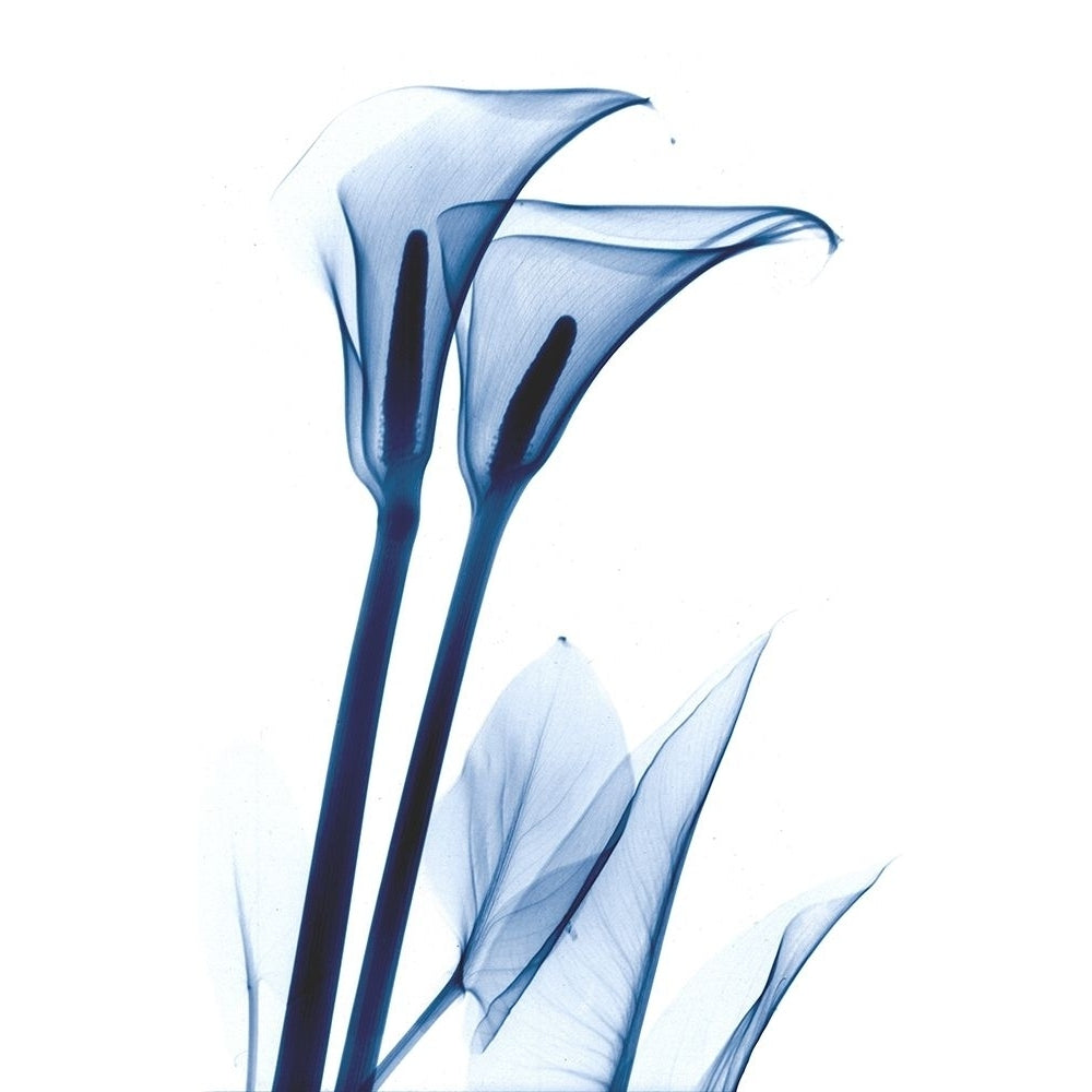 Calla Lily Indigo Poster Print by Albert Koetsier-VARPDXAKRC579A Image 1