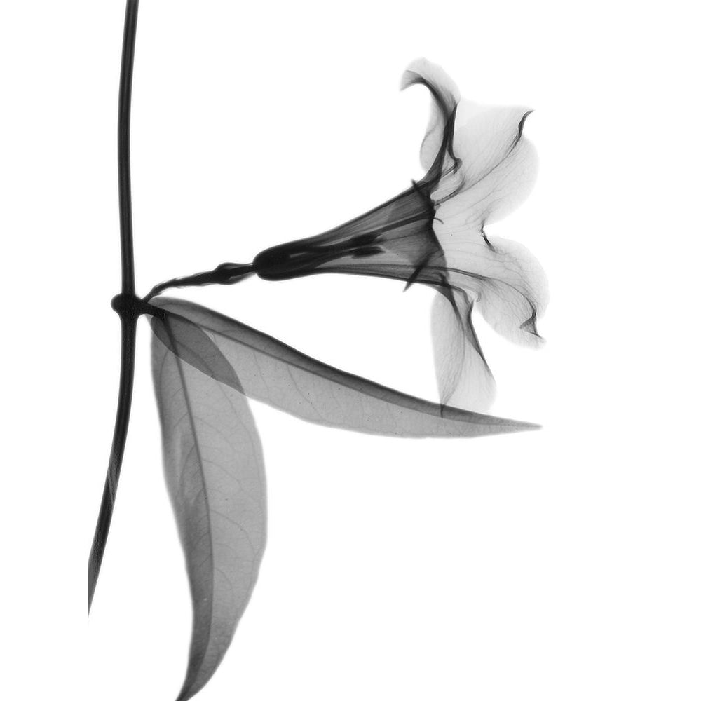 Side Hanging Tulip by Albert Koetsier-VARPDXAKRC722A Image 1