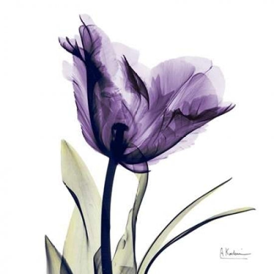 Tulip Dream Poster Print by Albert Koetsier-VARPDXAKSQ137A1 Image 1