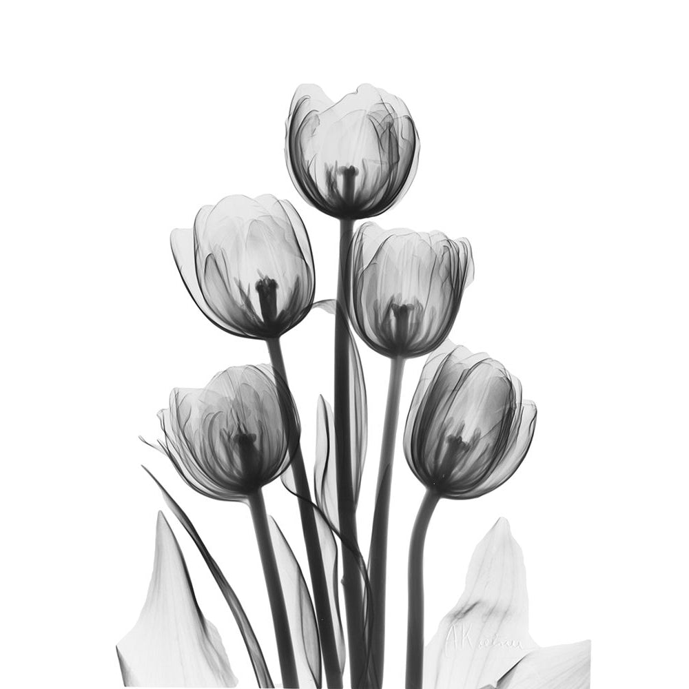 Tulips by Albert Koetsier-VARPDXAKRC712A Image 1