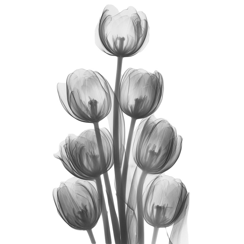 Tulips H26 by Albert Koetsier-VARPDXAKRC718A Image 1