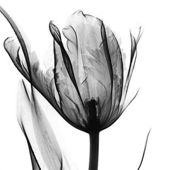 High Contrast Tulip Poster Print by Albert Koetsier-VARPDXAKSQ020G2 Image 1