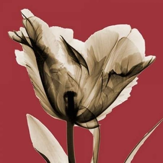 Red Luster Tulip Poster Print by Albert Koetsier-VARPDXAKSQ171C Image 1