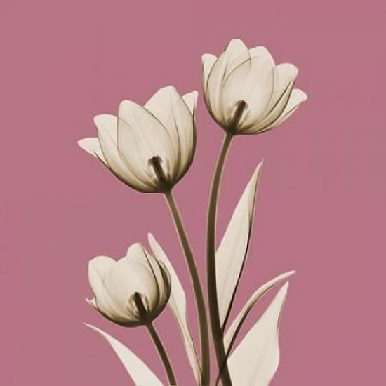 Pink Luster Tulips Poster Print by Albert Koetsier-VARPDXAKSQ178A Image 2