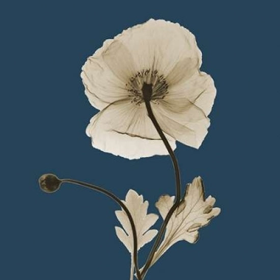 Luster Iceland Poppy Poster Print by Albert Koetsier-VARPDXAKSQ178F Image 2