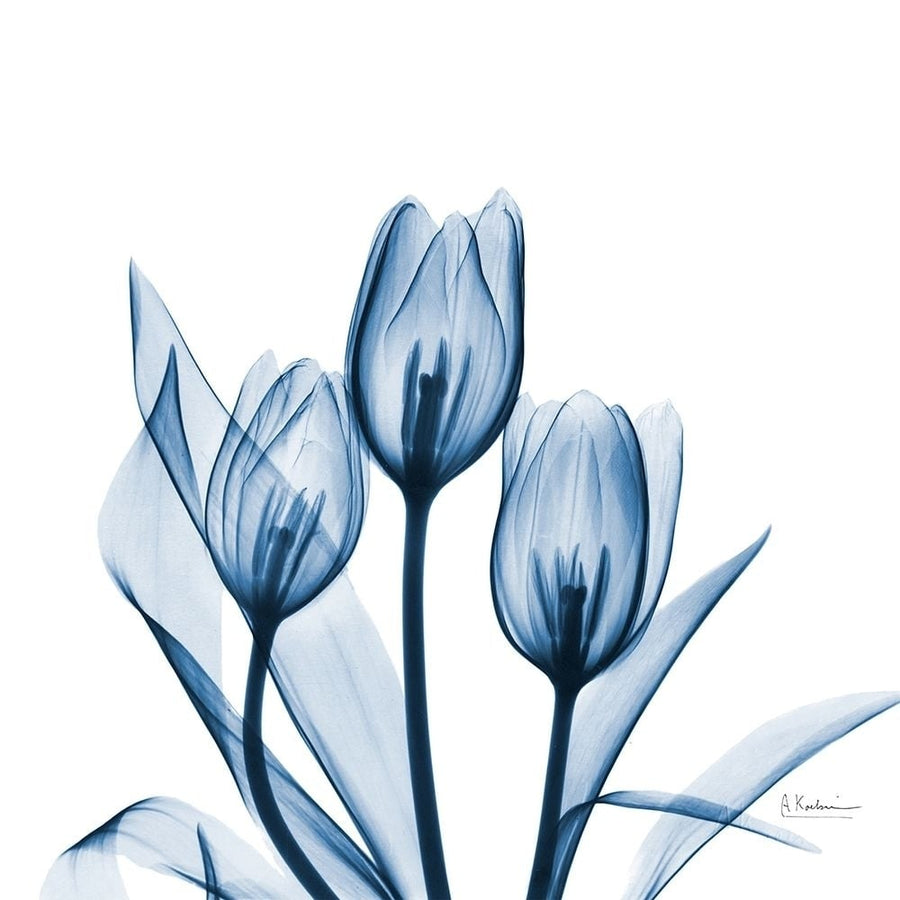 Tulips Indigo Poster Print by Albert Koetsier-VARPDXAKSQ204B Image 1