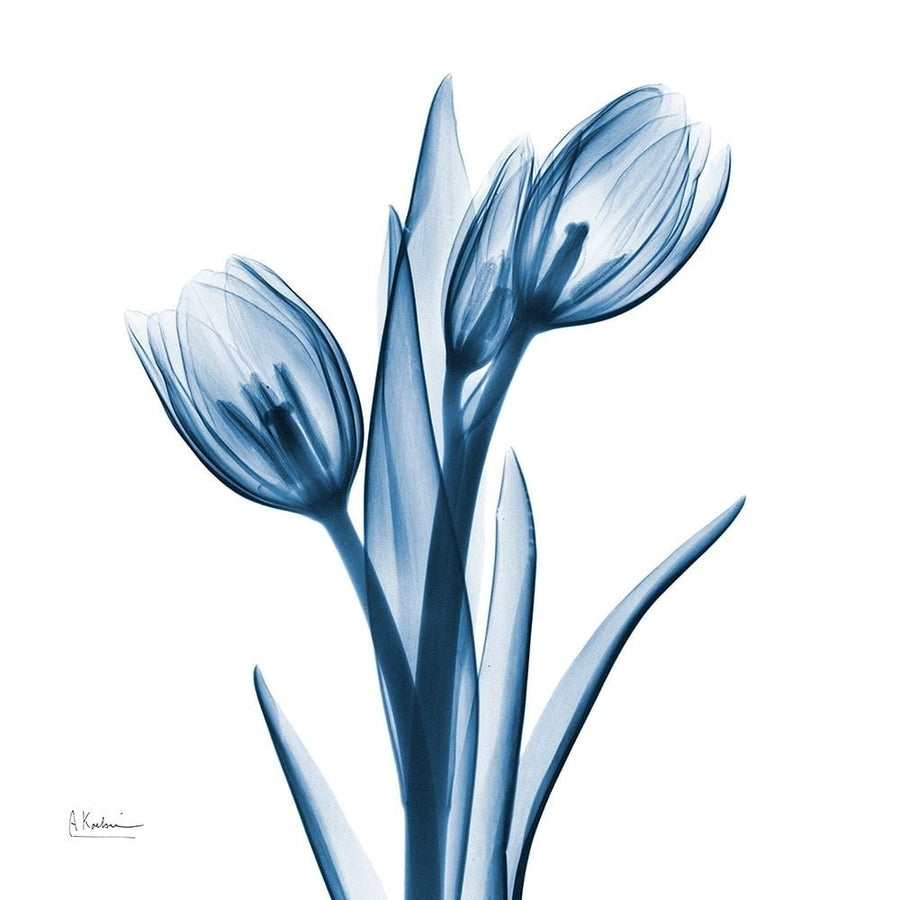 Tulips Indigo Poster Print by Albert Koetsier-VARPDXAKSQ204A Image 1