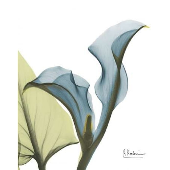 Calla Blues Poster Print by Albert Koetsier-VARPDXAKXRC403A Image 2