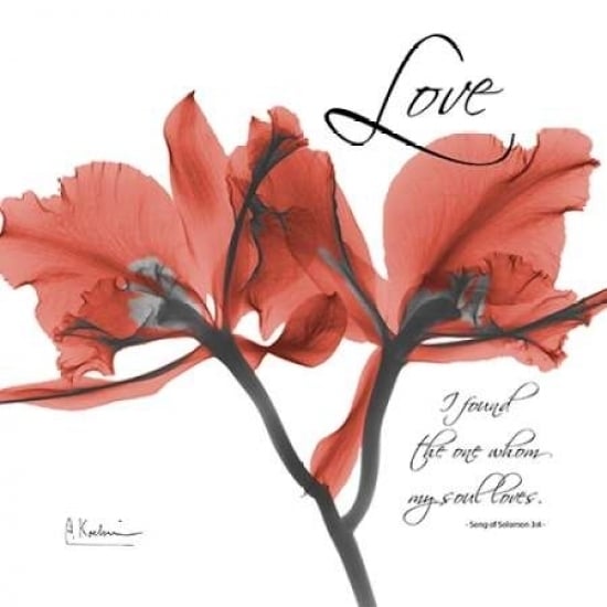 Royal Red Orchid - Love Again Poster Print by Albert Koetsier-VARPDXAKXSQ133D Image 1