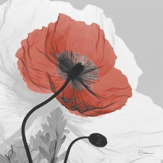 Poppy Prince Poster Print by Albert Koetsier-VARPDXAKXSQ154A Image 1