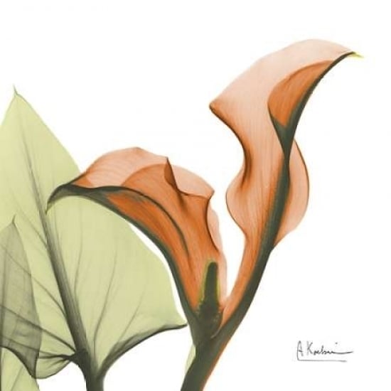 A Gift of Calla Lilies in Orange Poster Print by Albert Koetsier-VARPDXAKXSQ316A Image 2