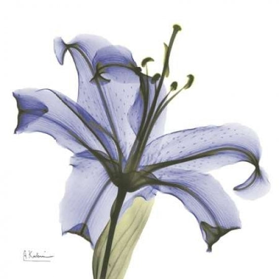 Lily in Purple Poster Print by Albert Koetsier-VARPDXAKXSQ317D Image 1