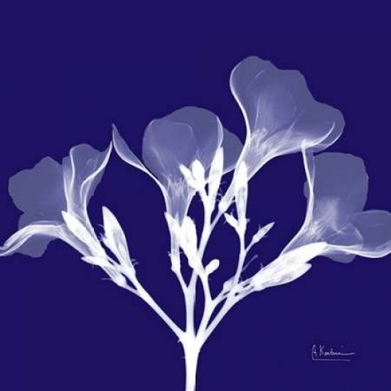 Crocuss White on Purple Poster Print by Albert Koetsier-VARPDXAKXSQ317A Image 1