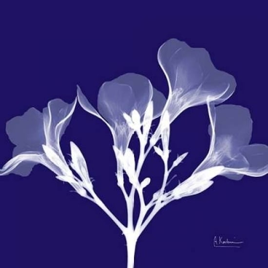 Crocuss White on Purple Poster Print by Albert Koetsier-VARPDXAKXSQ317A Image 2