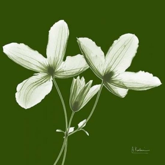 Twin Buds on Green Poster Print by Albert Koetsier-VARPDXAKXSQ318B Image 2