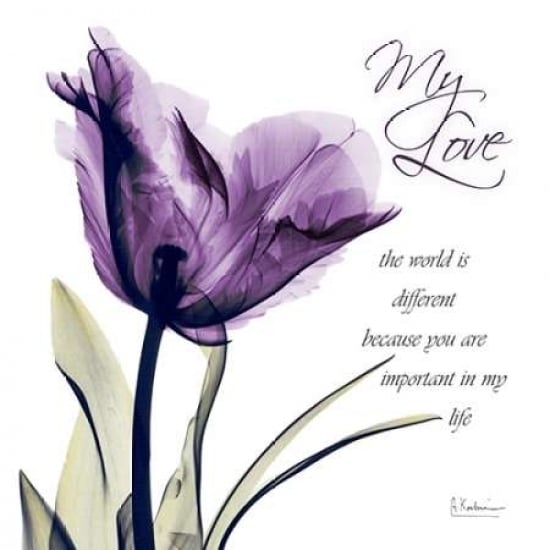 My Love - Purple Tulip Poster Print by Albert Koetsier-VARPDXAKXSQ325A1 Image 1