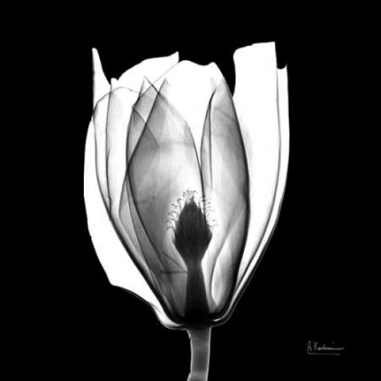 Beautiful Bulb on Black Poster Print by Albert Koetsier-VARPDXAKXSQ333A Image 1