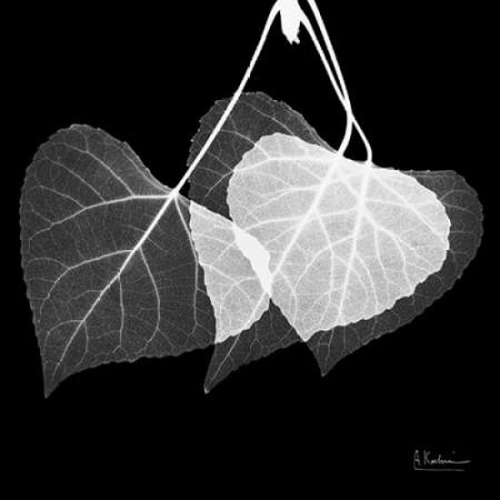 Three Leaves Three on Black Poster Print by Albert Koetsier-VARPDXAKXSQ337B Image 2