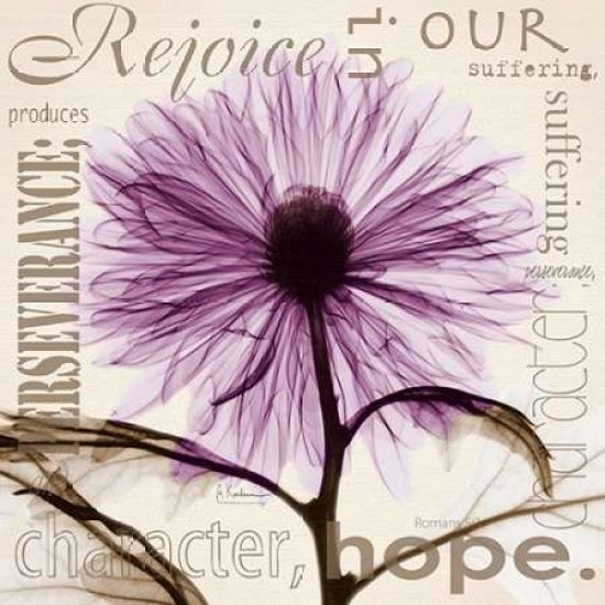 Rejoice - Violet Chrysanthemum Poster Print by Albert Koetsier-VARPDXAKXSQ341C Image 1