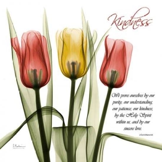 tulipsKindness Poster Print by Albert Koetsier-VARPDXAKXSQ353A1 Image 2