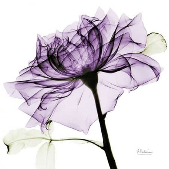 purpleRose2 Poster Print by Albert Koetsier-VARPDXAKXSQ359B Image 1