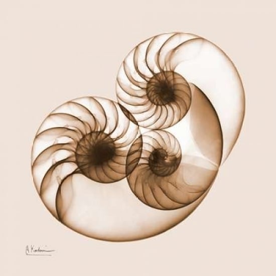 Sepia Nautilus 2 Poster Print by Albert Koetsier-VARPDXAKXSQ386D1 Image 2