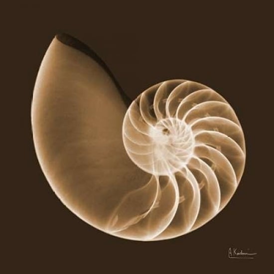 Sepia Nautilus Poster Print by Albert Koetsier-VARPDXAKXSQ386C Image 2