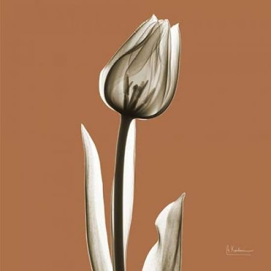 Squash Tulip Poster Print by Albert Koetsier-VARPDXAKXSQ398B Image 1