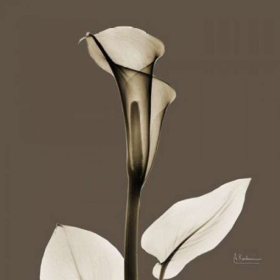 Slate Calla Poster Print by Albert Koetsier-VARPDXAKXSQ398C Image 2