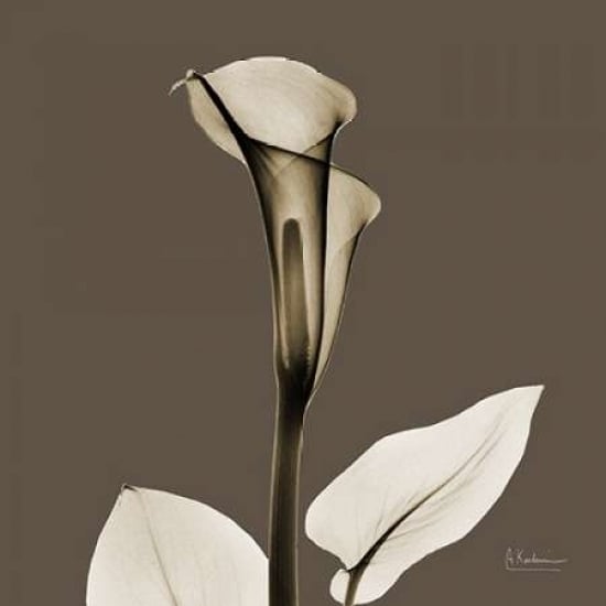 Slate Calla Poster Print by Albert Koetsier-VARPDXAKXSQ398C Image 1