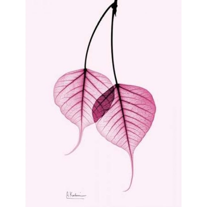 Bodhi Tree Pink Poster Print by Albert Koetsier-VARPDXAKZRC361A4 Image 1