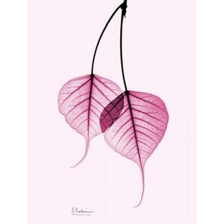 Bodhi Tree Pink Poster Print by Albert Koetsier-VARPDXAKZRC361A4 Image 2