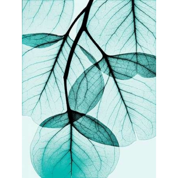 Teal Eucalyptus Poster Print by Albert Koetsier-VARPDXAKZRC366A2 Image 1