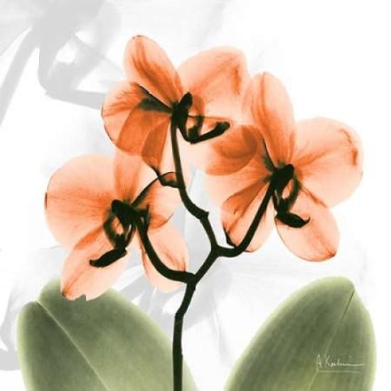 BW Orchid Orange Poster Print by Albert Koetsier-VARPDXAKZSQ391B2 Image 1