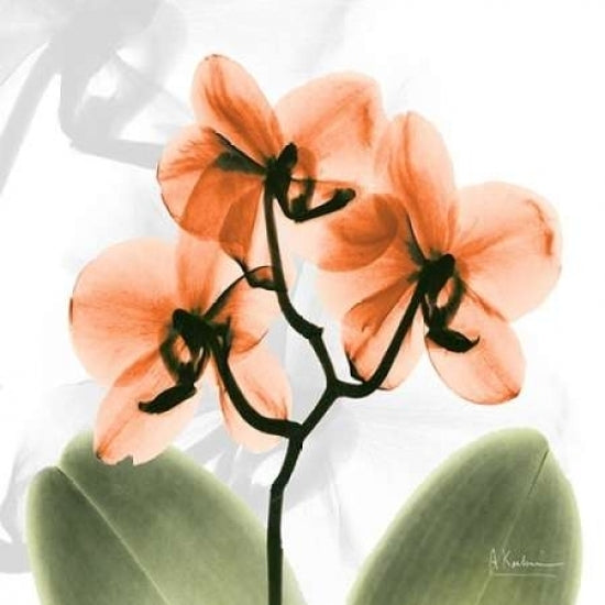 BW Orchid Orange Poster Print by Albert Koetsier-VARPDXAKZSQ391B2 Image 2