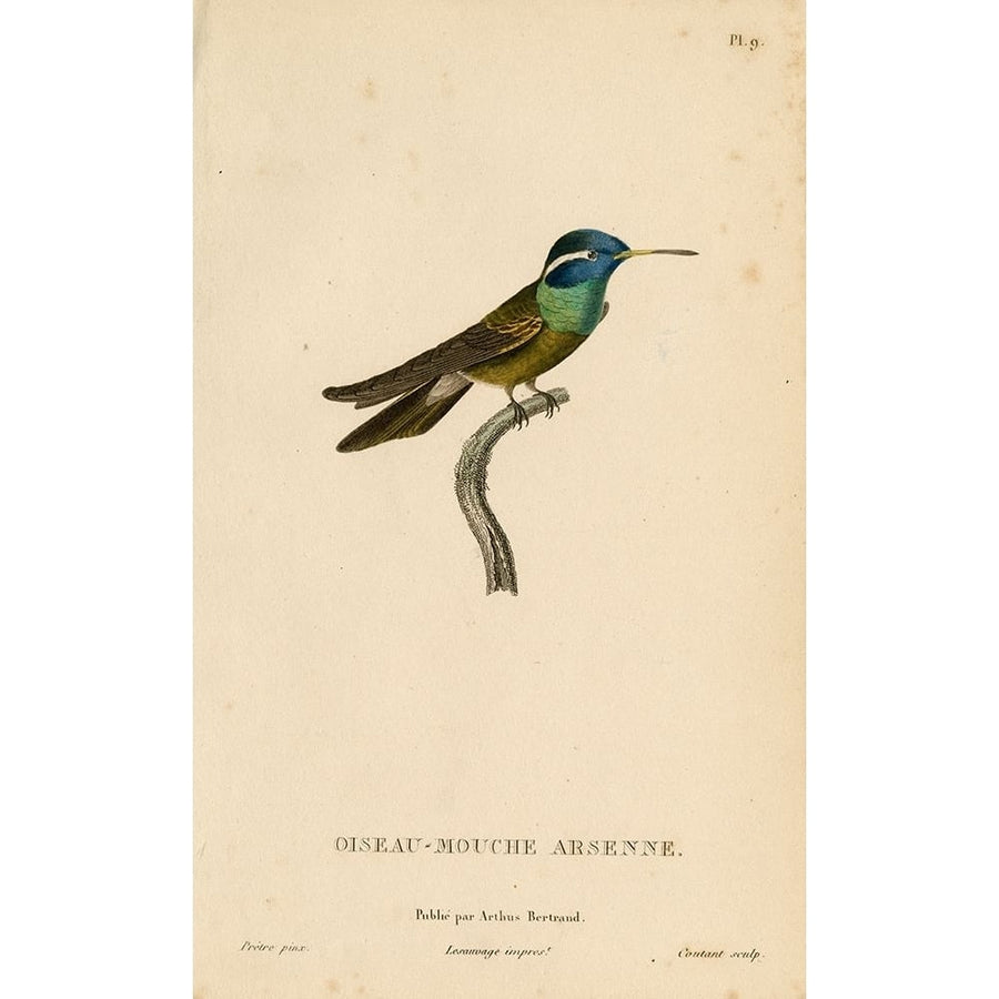 Oiseau-Mouche Arsenne Poster Print - Licensing Studio Art-VARPDXALIZOE253632 Image 1