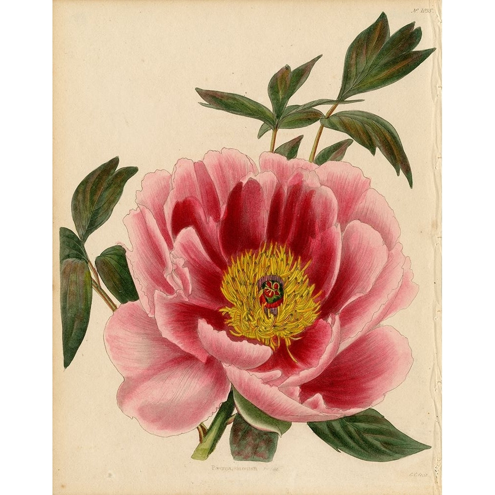 Paeonia Montan Poster Print - Licensing Studio Art-VARPDXALIZOE253634 Image 1