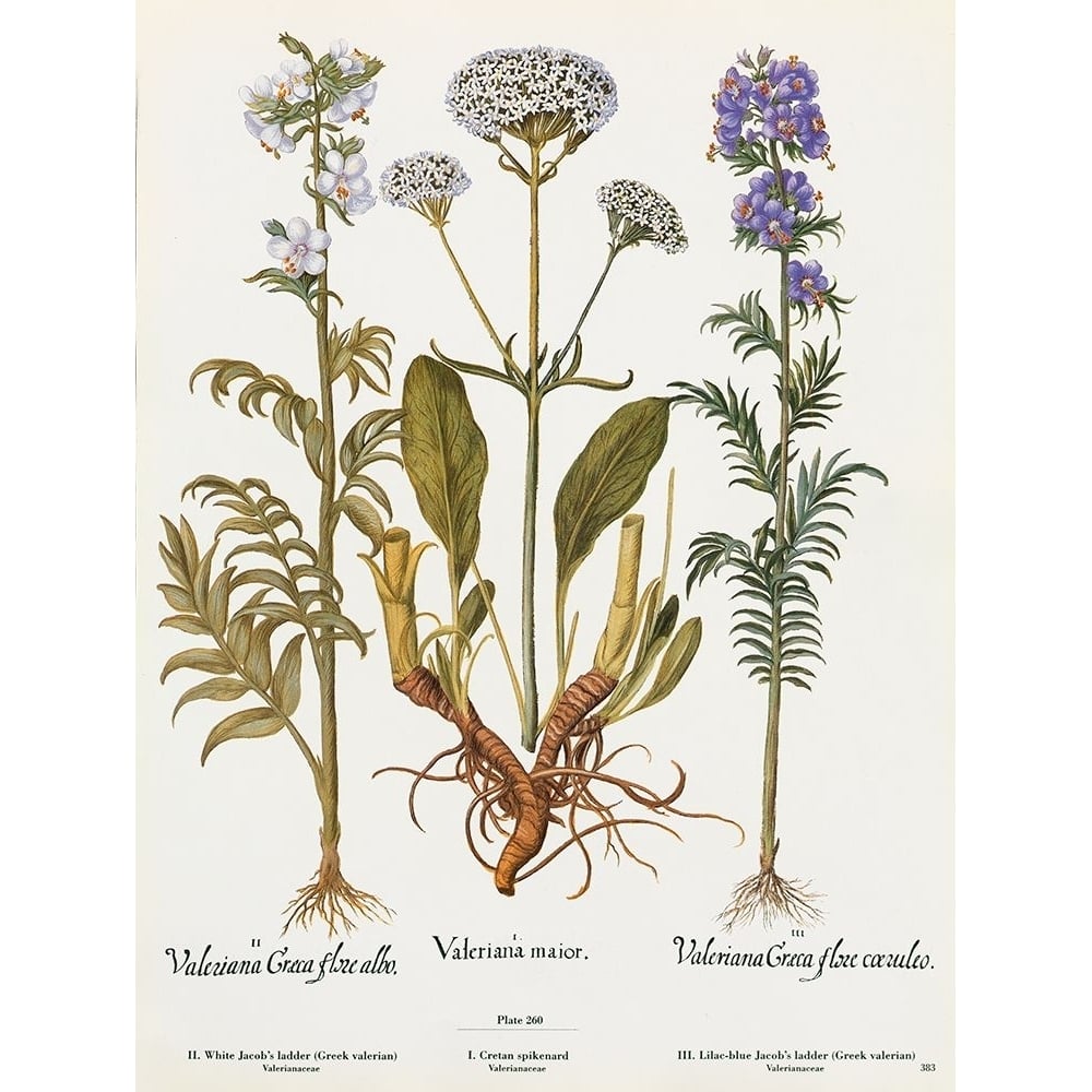 Valeriana Poster Print - Licensing Studio Art-VARPDXALIZOE253611 Image 1